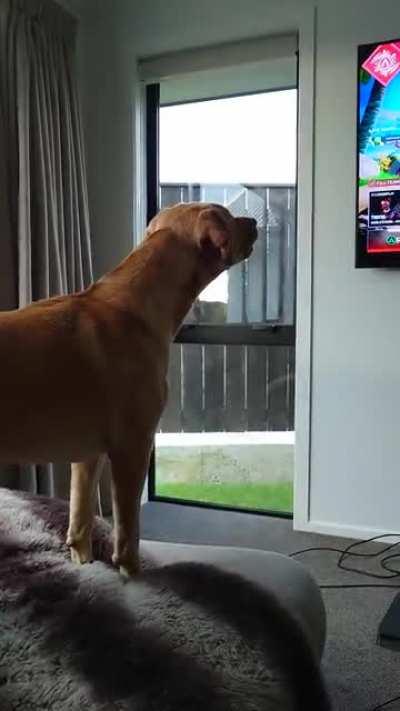 Maggie really doesn't like Rev