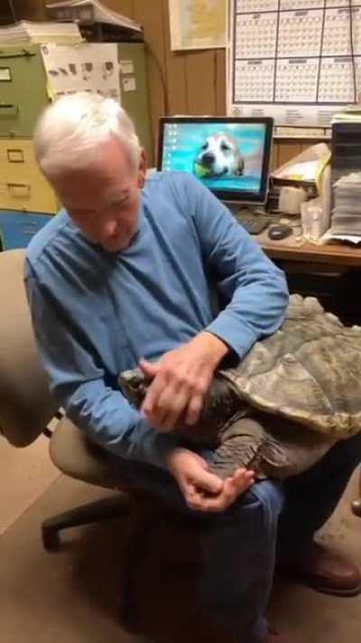 This Man found, raised, and nurturer a Snapping turtle from the time it was the size of a thumb nail. Now it's a big softy.