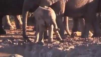 This little elephant can't handle it's trunk
