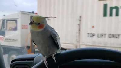 I have to post this, at it's my favourite parrot video