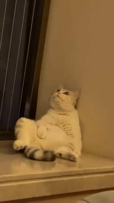 When your hooman says that it’s just a regular vet checkup, but now you can’t find your ballz after waking up!