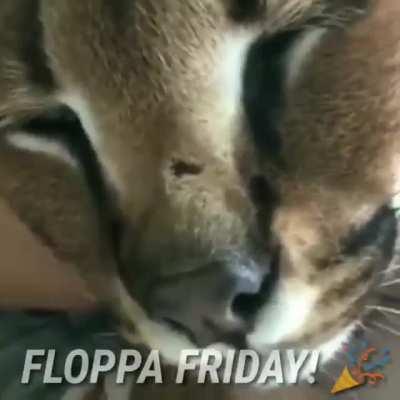 Floppa Friday 🎉