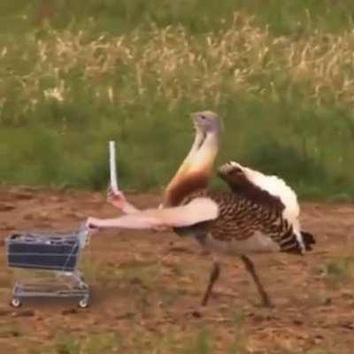 I can't stop laughing at this compilation set to Mr. Blue Sky of birbs with arms