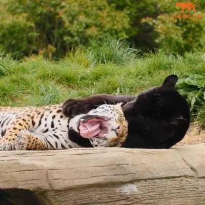 Feline of different species are in love