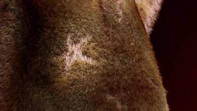 JIBOHA YA LWLAD!! (what do you think?)