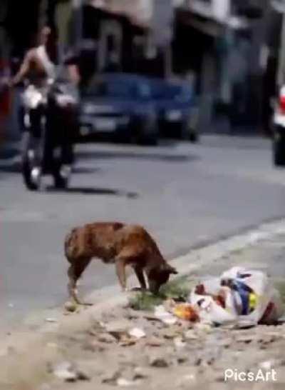 spider man give food to dogs afther watch people waste dog food