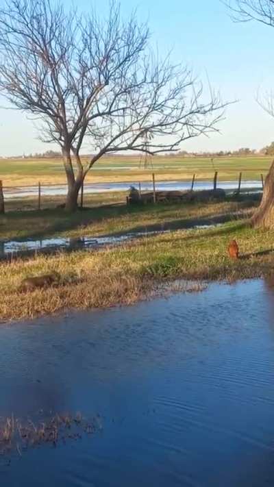Apareció un cachorrito de puma en el norte santafesino y se intentó comer una gallina
