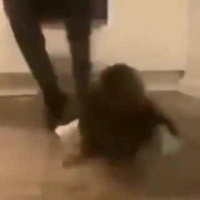 Cat experiences software crash