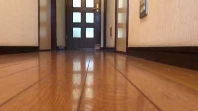 Fast And Furious - Hedgehog Drift.