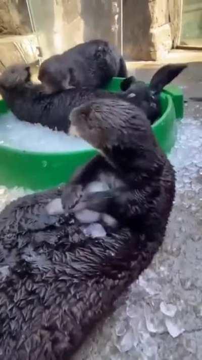 Happy otter's