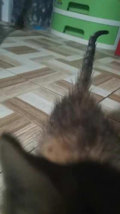 The smol is now inside