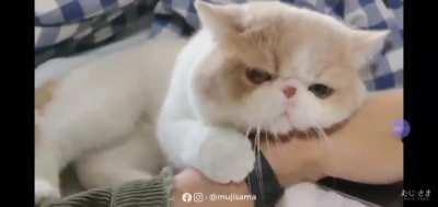 The way it hugs the arm!