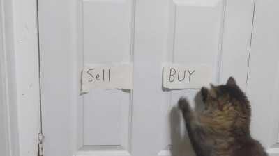 I asked my cat if I should buy or sell GME
