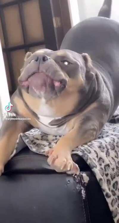 Bully DOggo caught on Disney Filter