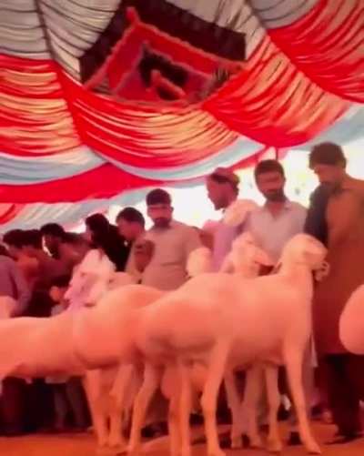 Pakbros never beating the allegations