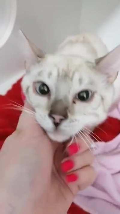 I got sent the video of my cat while he was at the vets, he loves getting fussed over 😻