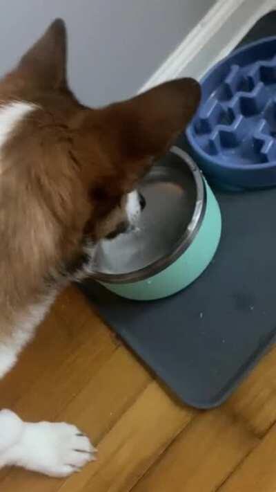 Glad he likes his new dish