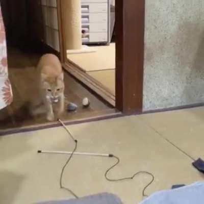 Ginger Cat asking to play fetch.