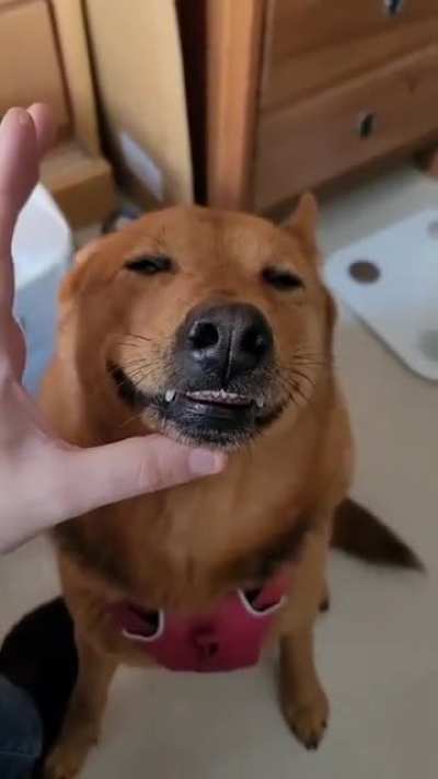 To give a dog medication 