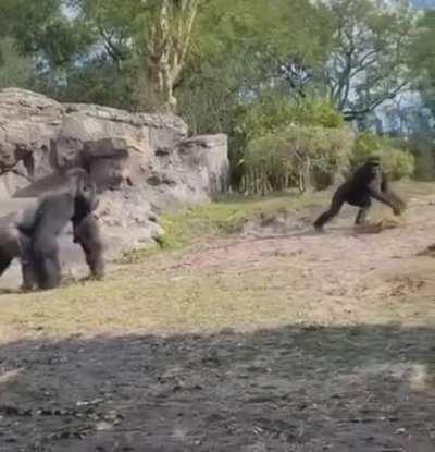 We really didn’t evolve much huh