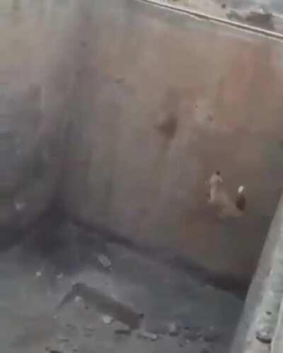 The fox was ok (not OC)