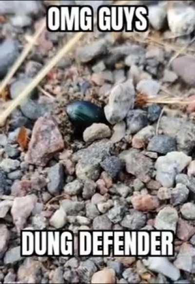 I found Dung Defender 