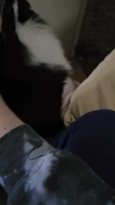 Posting my cat Morgana every day until forsen gets diamond in league, day 296(another pet session)