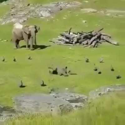 Baby elephant runs to mommy after falling