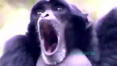 Rishabh Pant appealing: