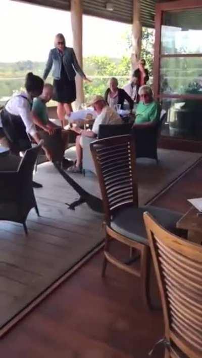 To dine with hoomans