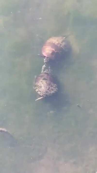 🔥 A vicious turlte fight