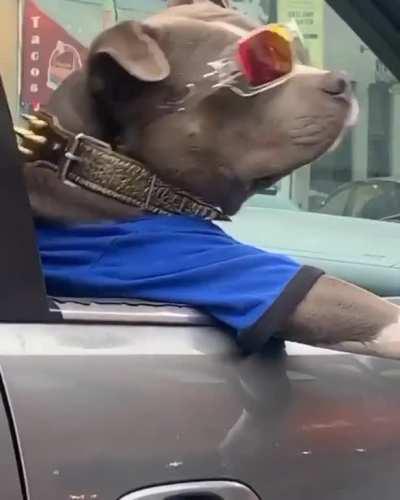 his dog was big chillin...