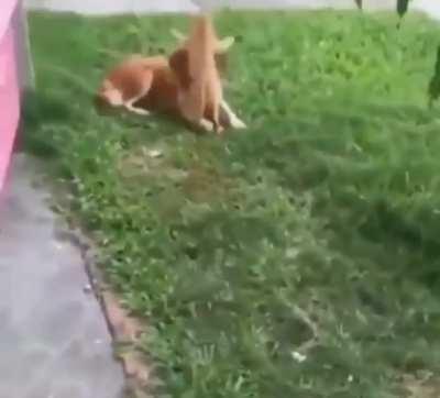 Cat Deployed. Target Neutralized