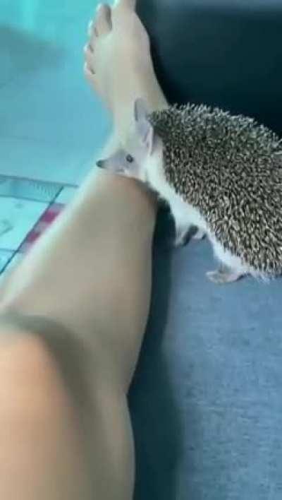 Such a cute and loyal pet