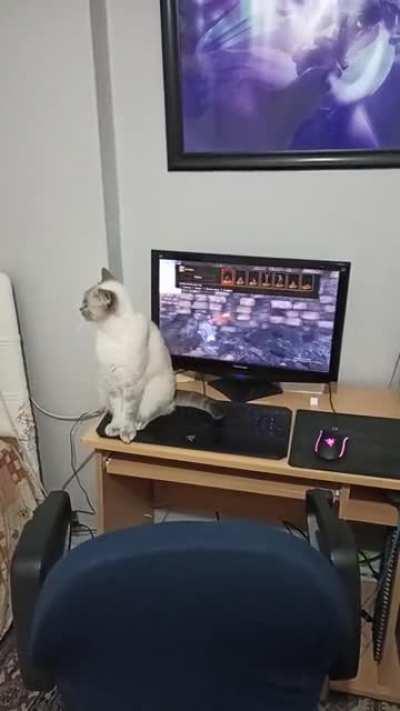 My cat plays ds3 with her ass 😳