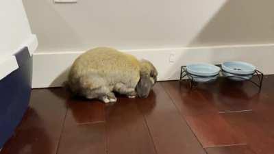 Sunday is for flopping