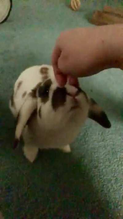 Head scratches are the best!