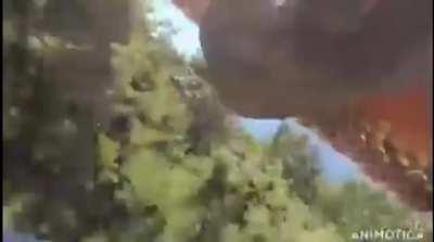 Bird takes off with a Camera and turns into a drone