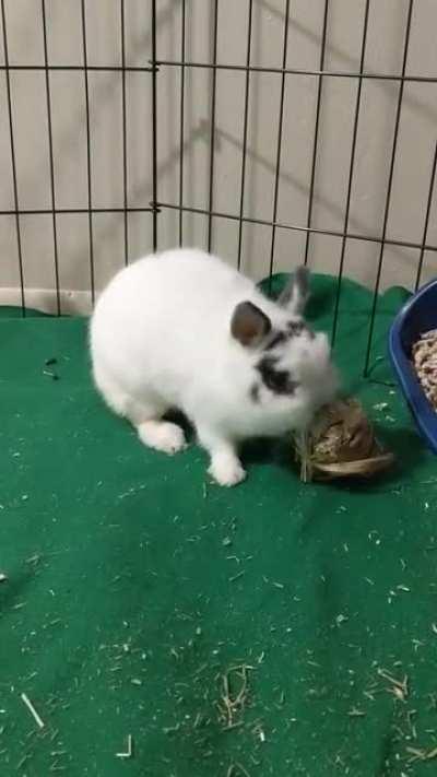 She protect, she attack, but most importantly, she's no bigger than a snack pack