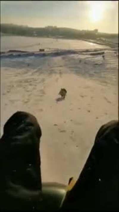 Try to catch me if you can, hooman! I'm The Flash!