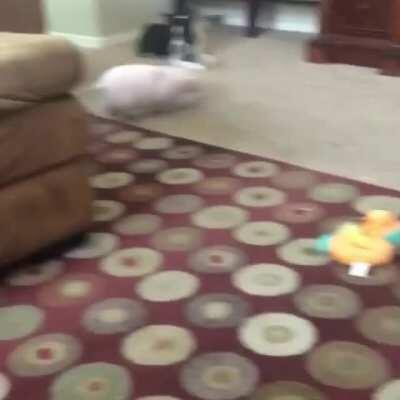 Pig playing with her toys