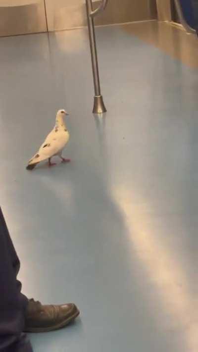 Relu Relu porumbelu' in drum spre Piata Victoriei