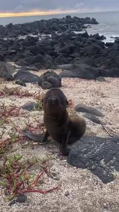 Baby sea lion