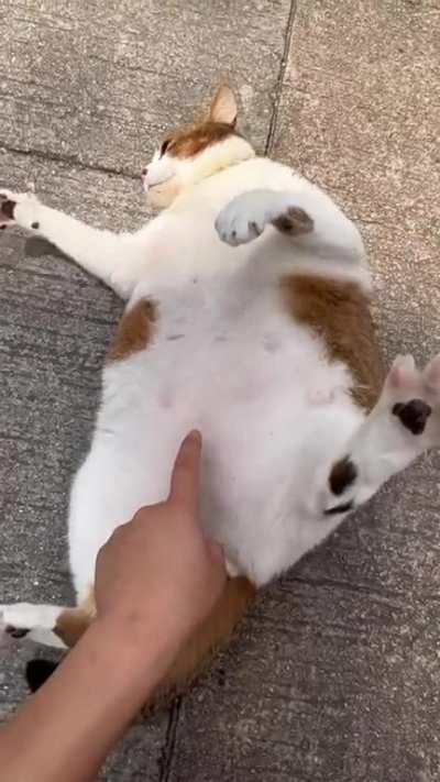 Annoyed chonk