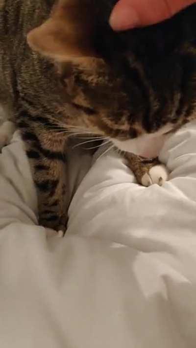 This is what my boyfriend's cat sounds like when he purrs