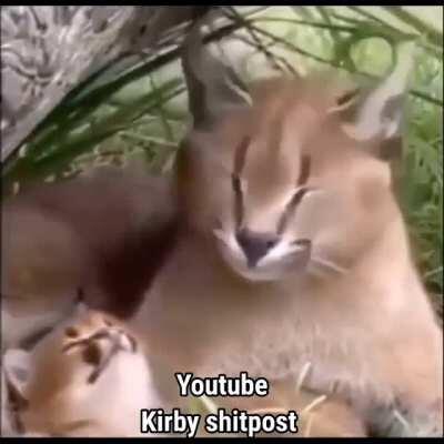 CONCHETUMARE conchetumare