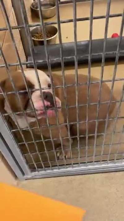 Doggy finally gets a family!