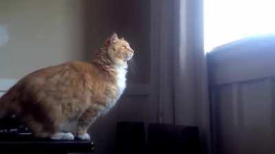 Purrfectly catculated