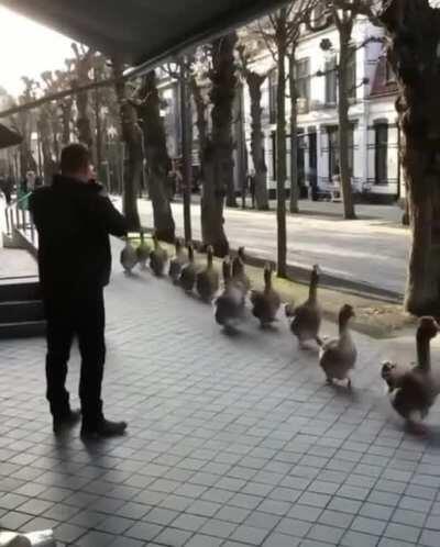 These marching geese in Geleen, Netherlands.