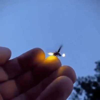 A Firefly taking off flight from a hand...